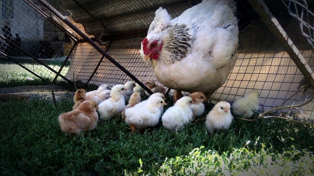 Photograph by Каріна