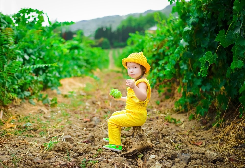 Виноградное солнышко!