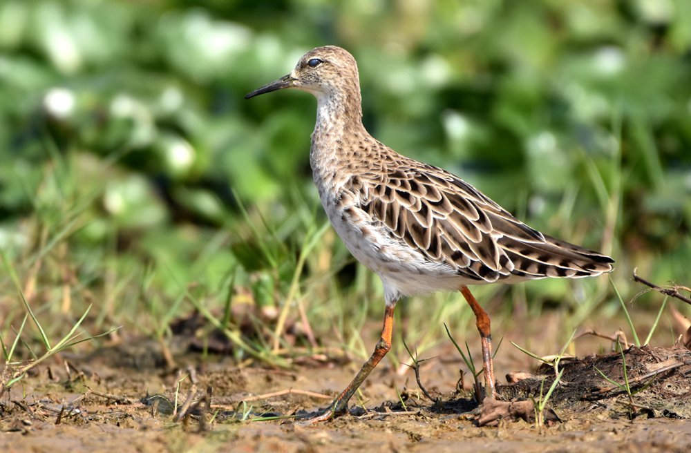 Photograph by Susanta Kumar Das