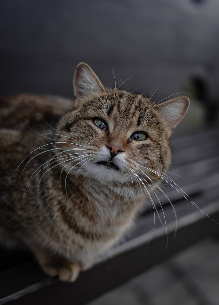 Фотография автора Константин Яковлев