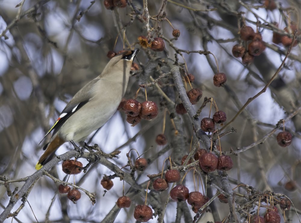 Photograph by Subway