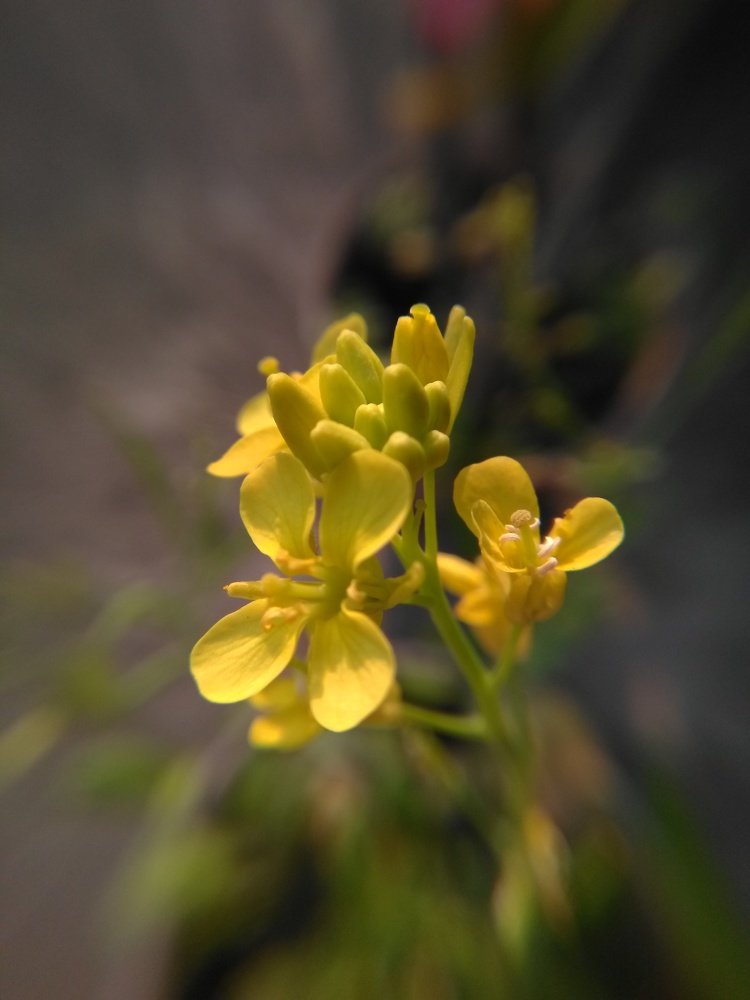 ID: Mustard Flowers