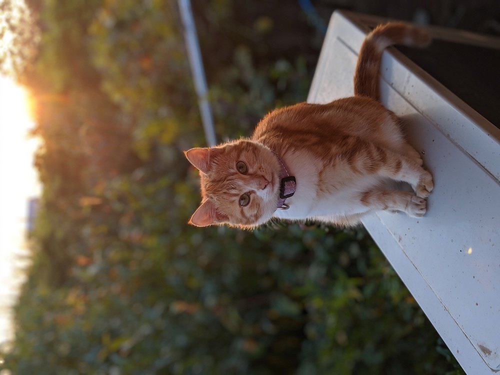 Котик Симба