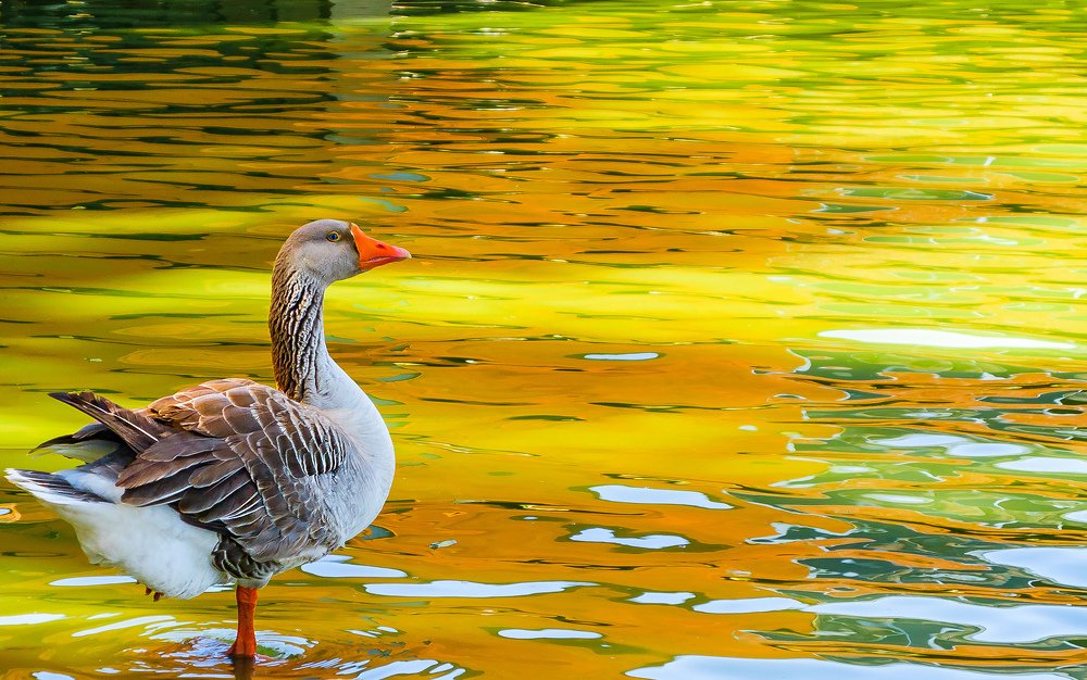Photograph by Luiz Fernando Cavalheiro