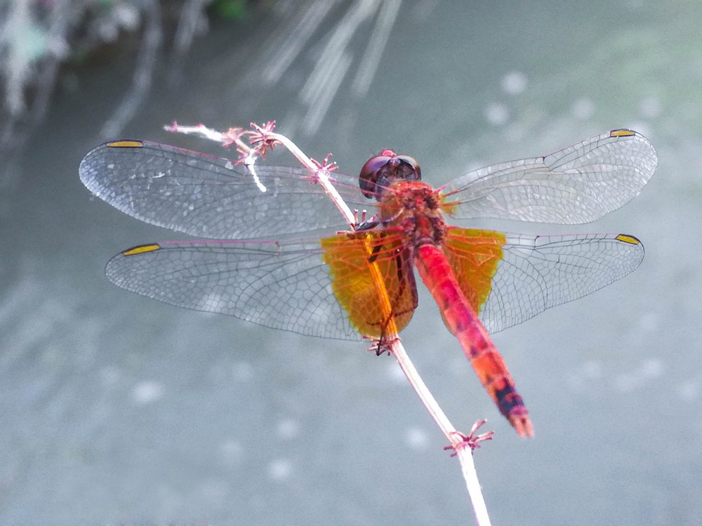 Dragonfly