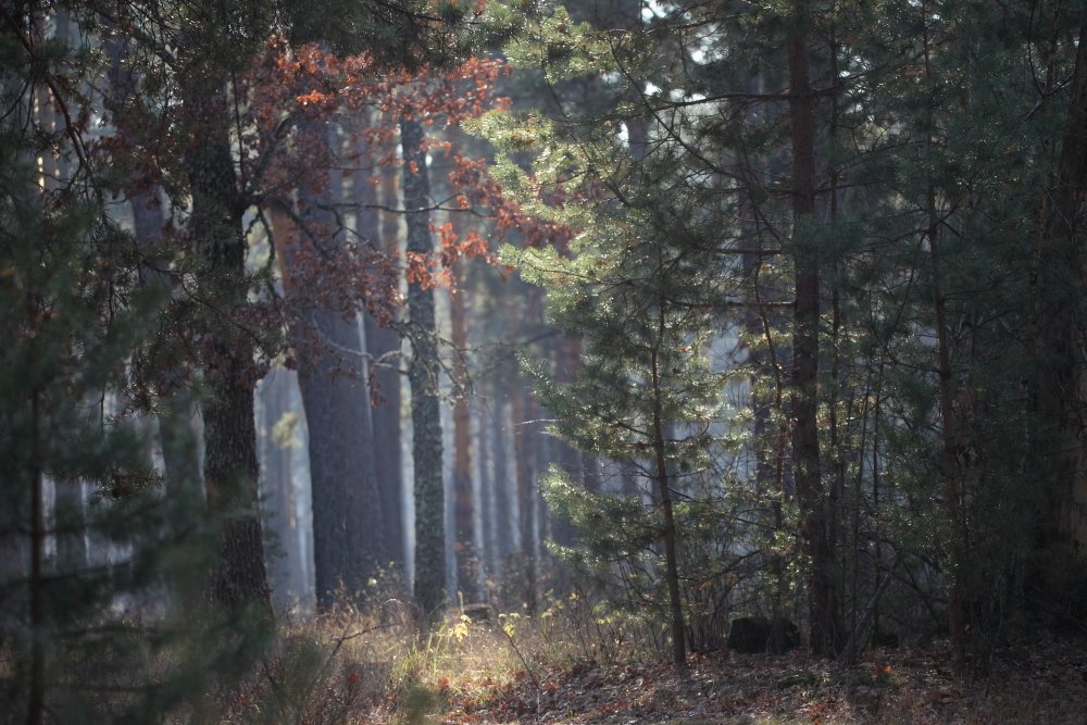 Волшебный лес