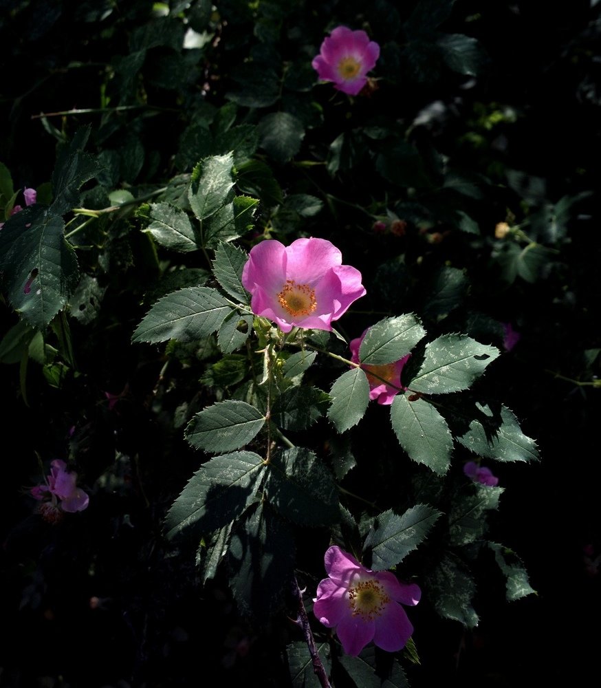 Цветы в тени