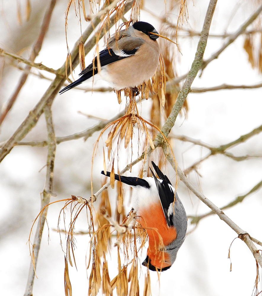 Photograph by Мария Кузьмина