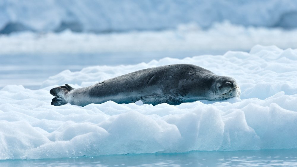 Resting Killing Machine