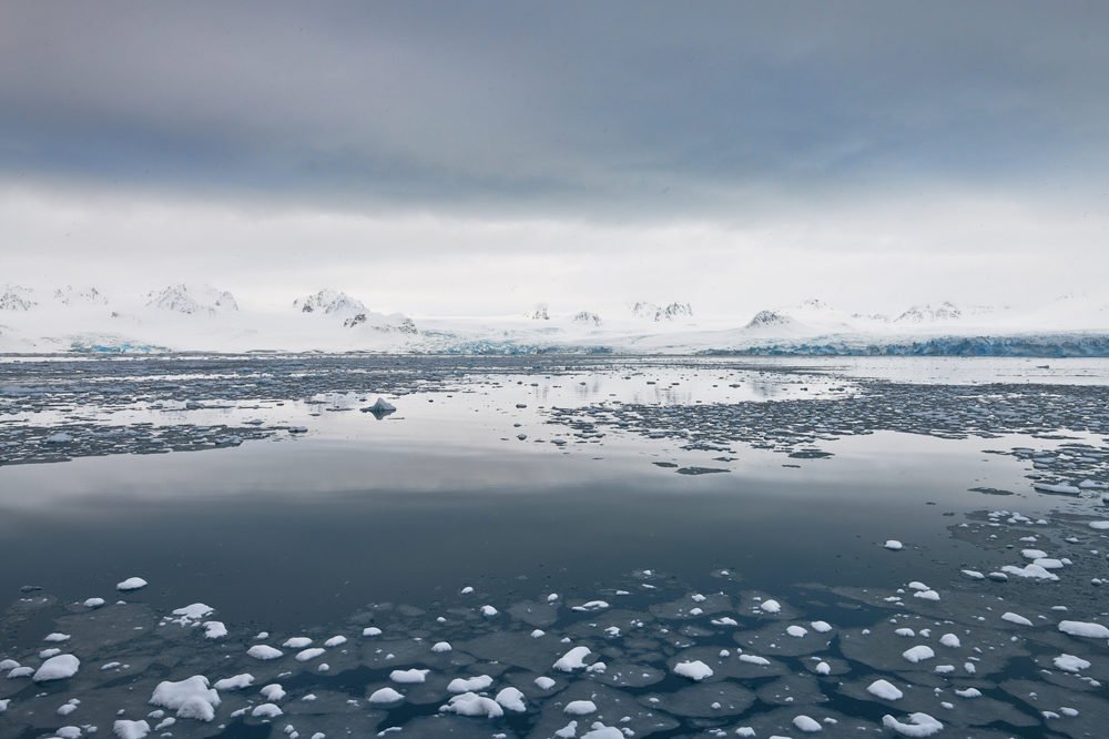 Арктические лилии
