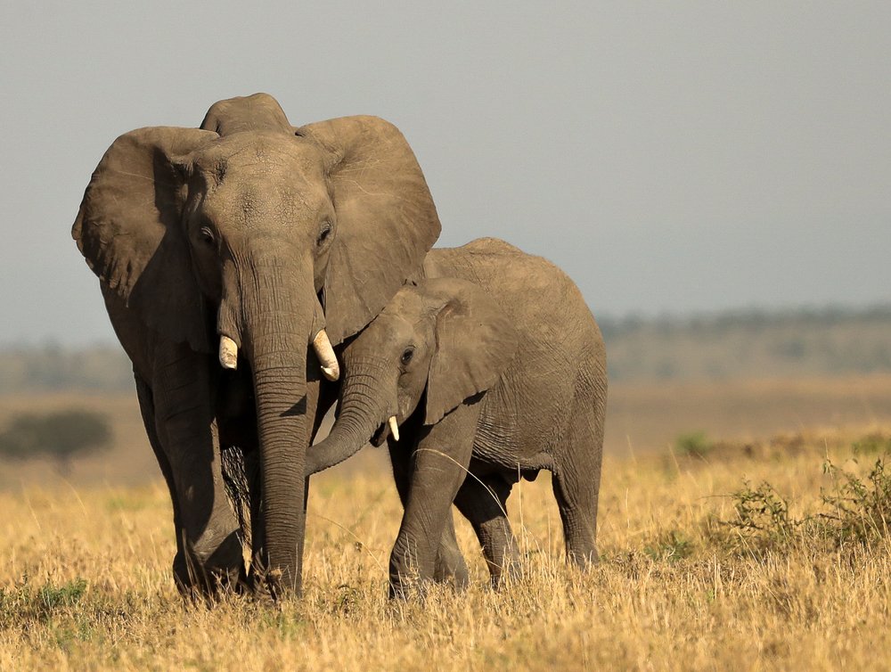 Photograph by ANJANA CHHABRA