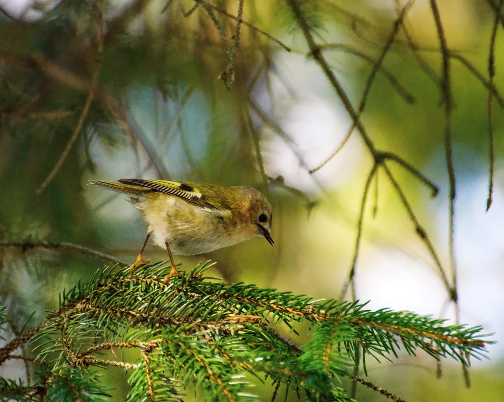Photograph by Мария Кузьмина