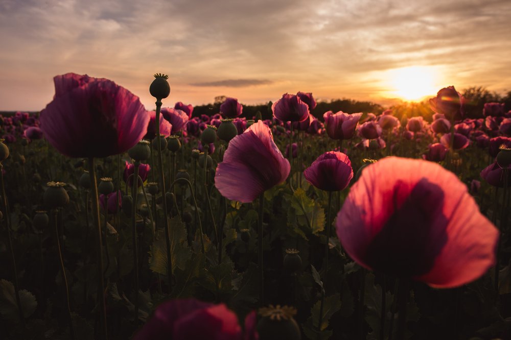 Photograph by Evgeniya Biriukova