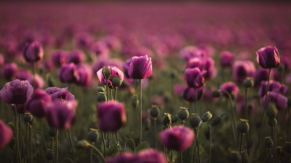 Photograph by Evgeniya Biriukova