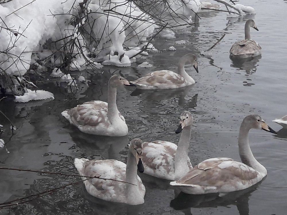 Зимовка лебедей на Алтае