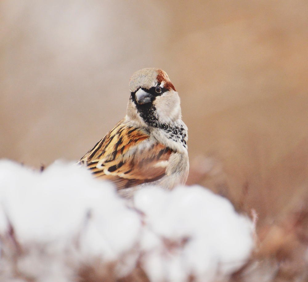 Photograph by Мария Кузьмина