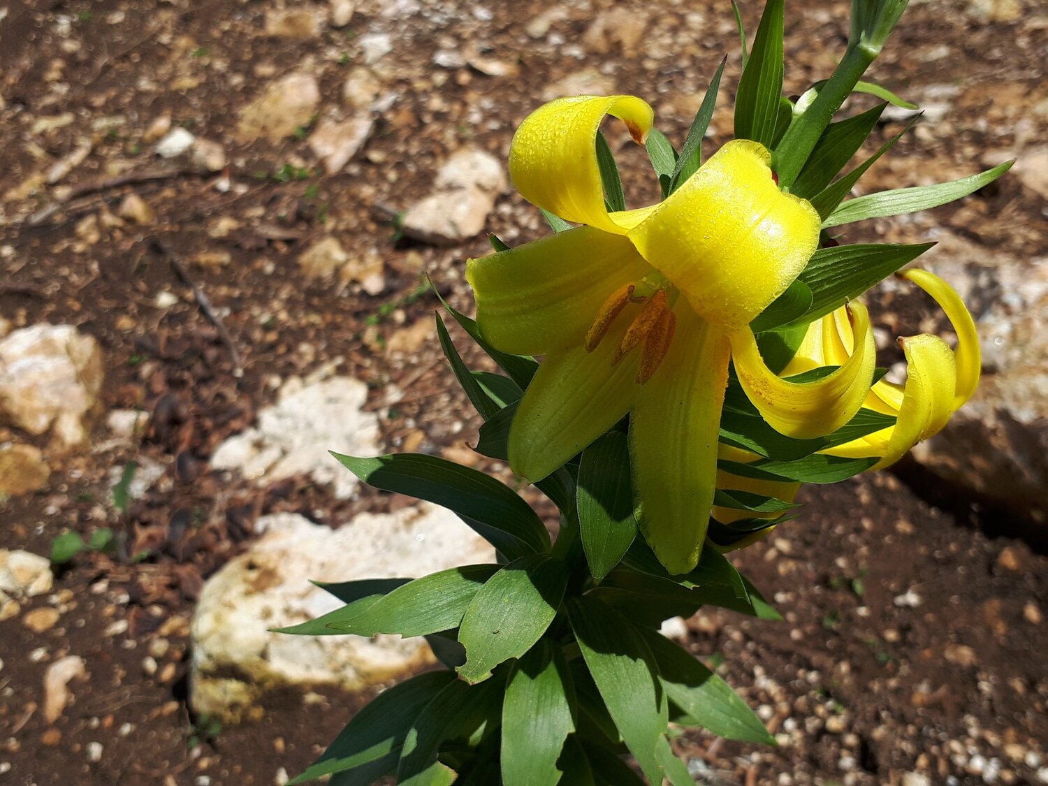Photo #4428985