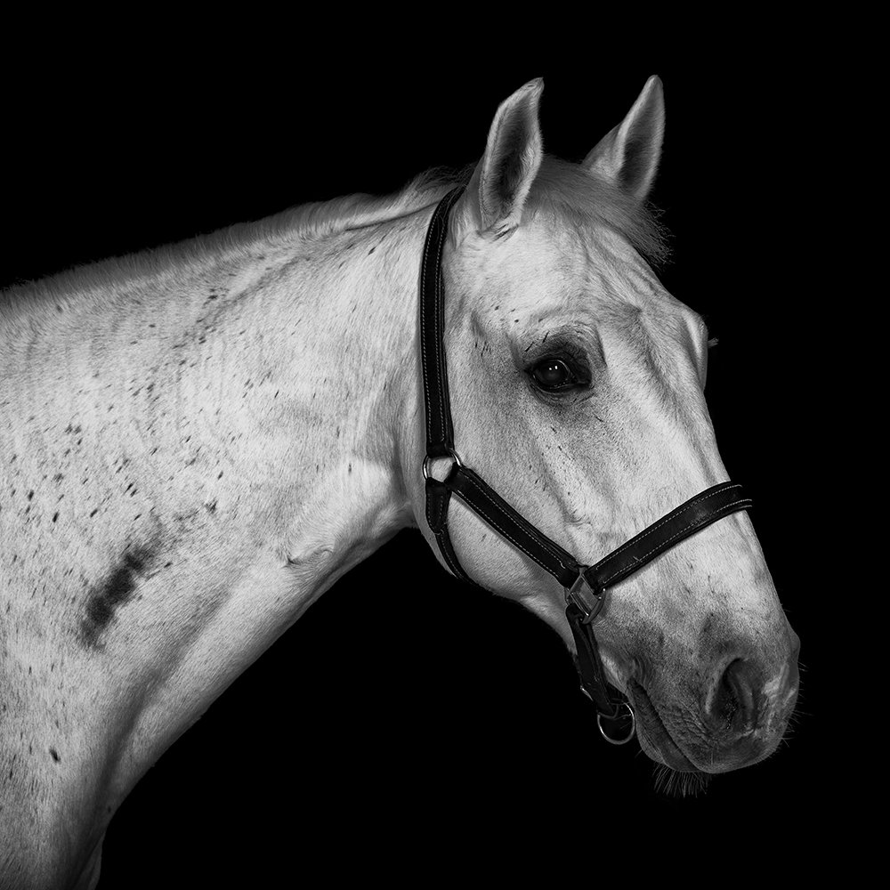 Photograph by shahin ghafari