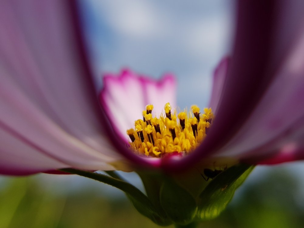 Цветок и цвета