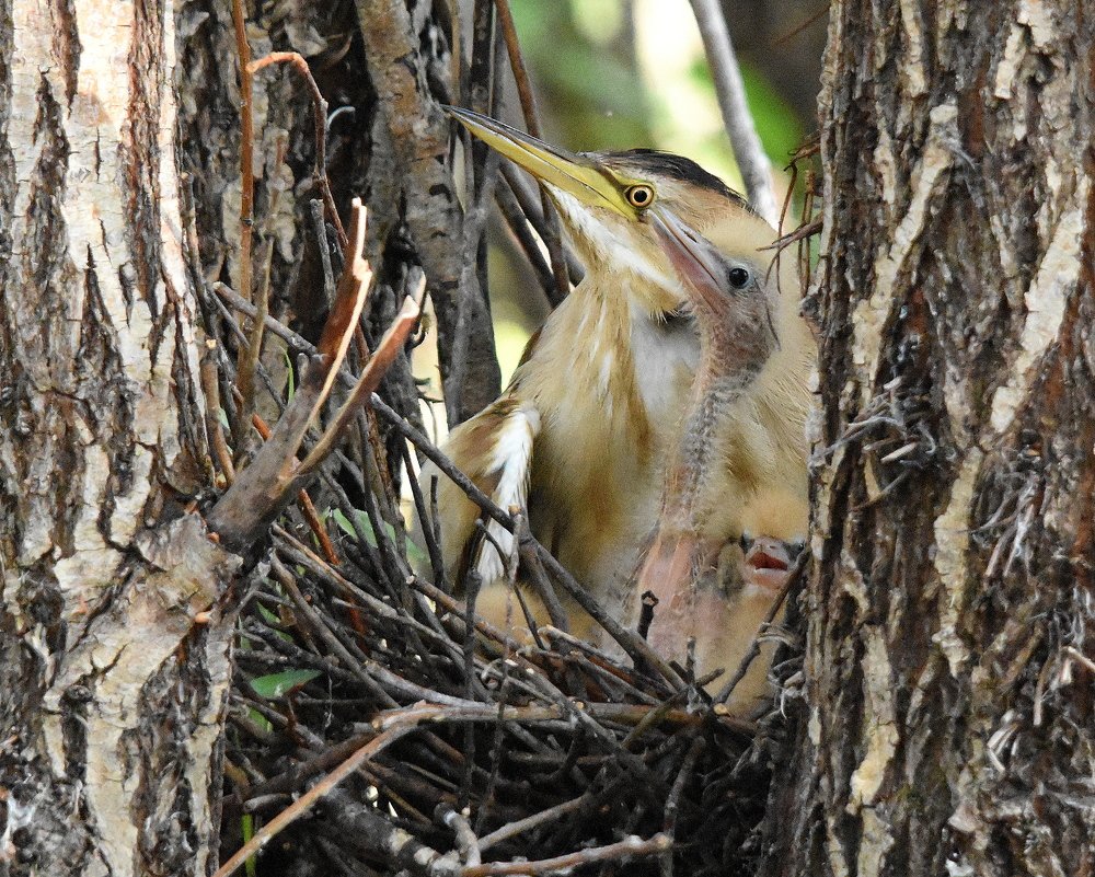 Photograph by Наталья Неверова