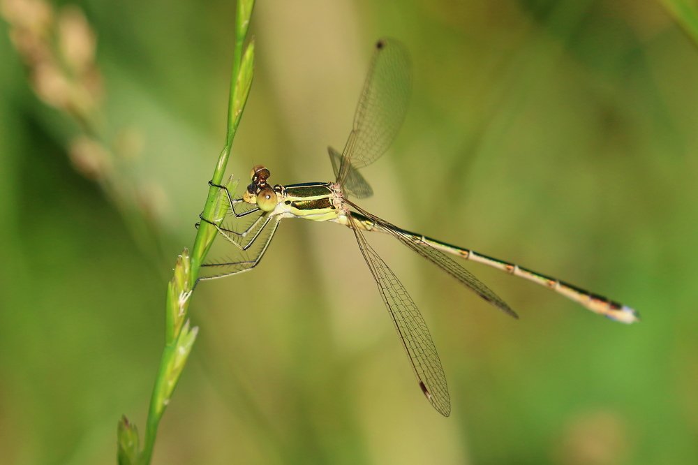 Photograph by Григорий Прокопов