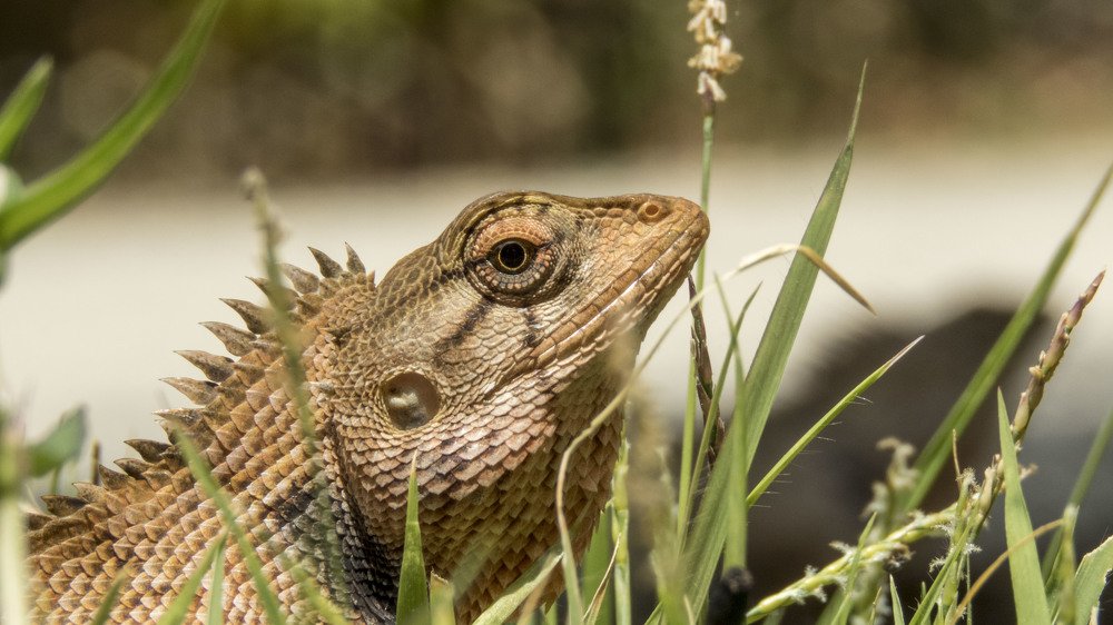 Фотография автора Виталий Медведь
