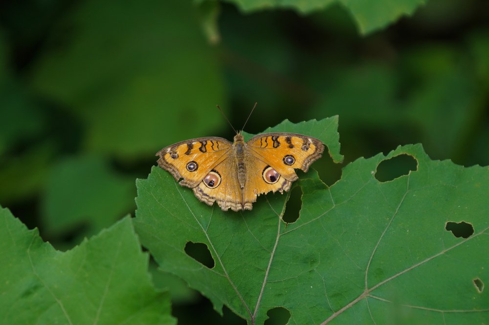 Photograph by Shantanu Mukherjee