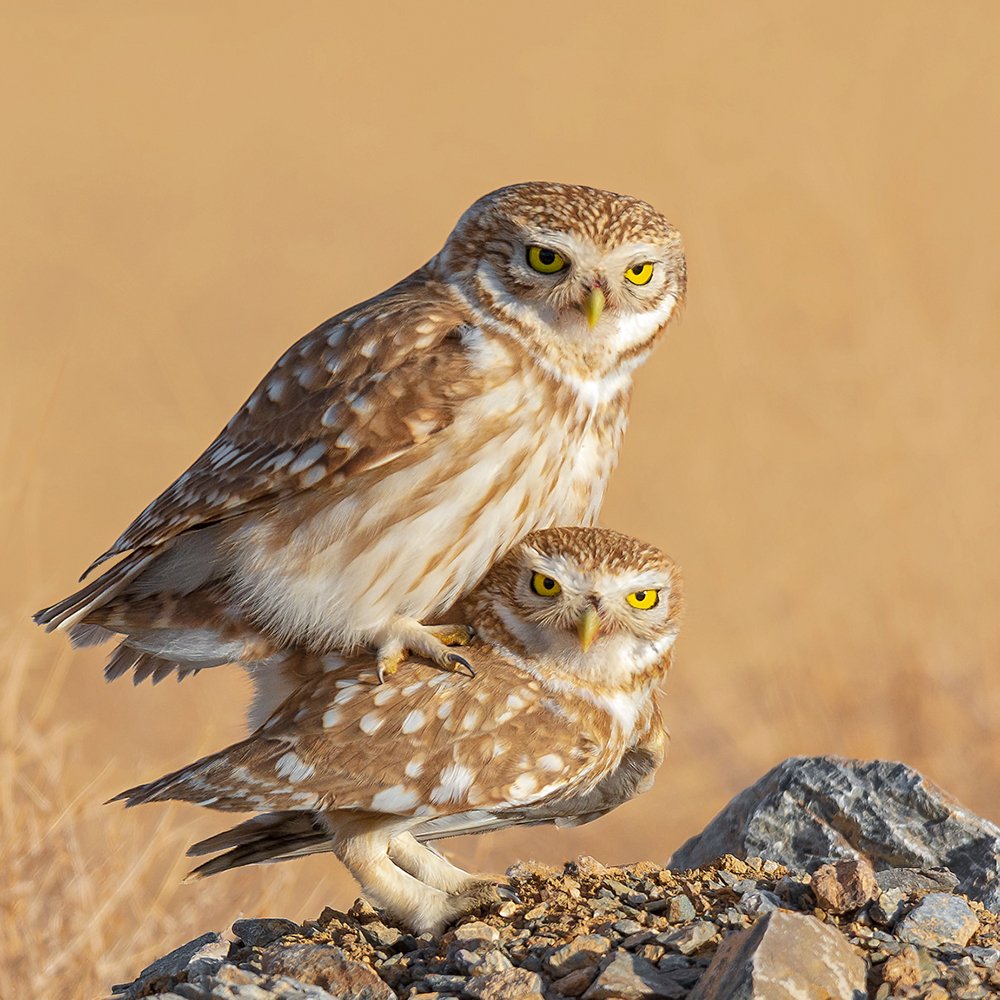 Photograph by sajjad saadat