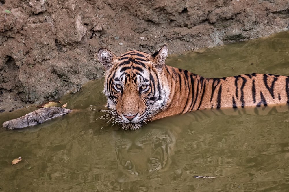 Photograph by Shantanu Mukherjee