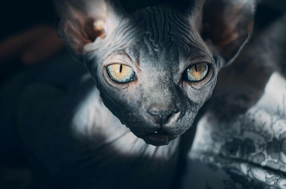 Канадский сфинкс