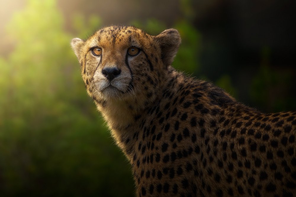Cheetah portrait.