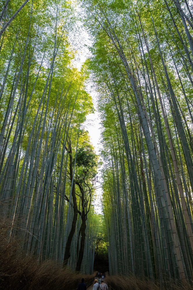 Городской парк Киото. Япония