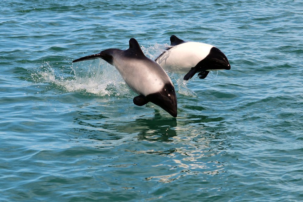 Photograph by SI SABER LOTFI