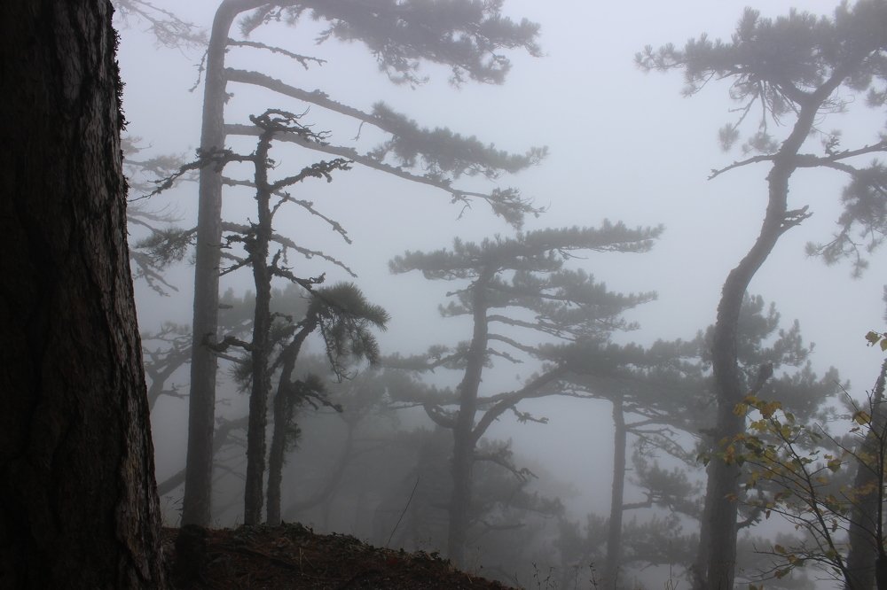 Photograph by Ирина