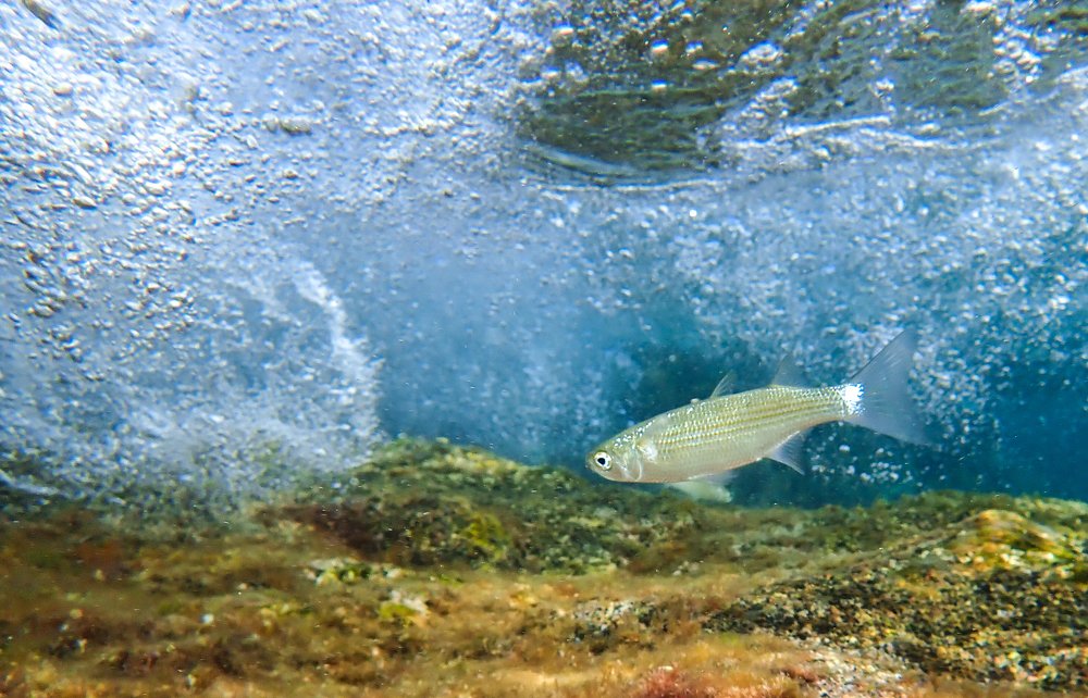 Between waves and rocks