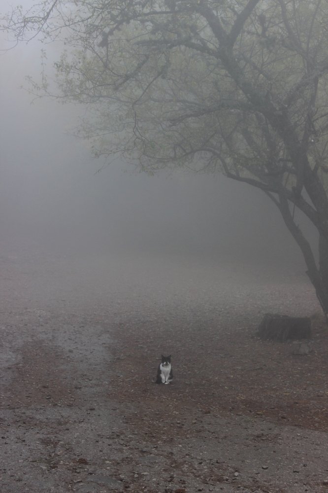 Photograph by Ирина