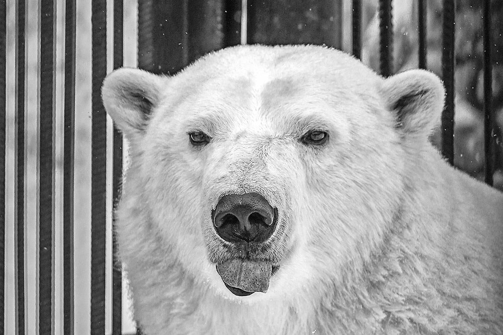 Photograph by Сергей Черных