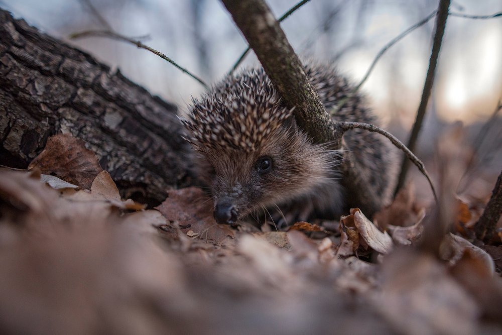 "Опасный" зверь