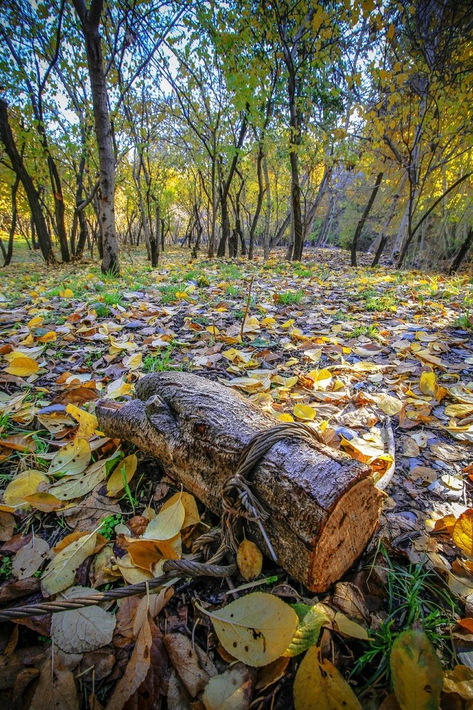 Photograph by Mahdi Mojaver