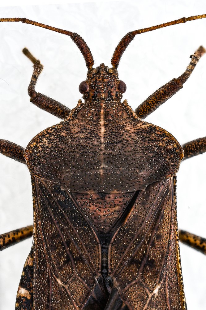 Photograph by Norberto Martínez