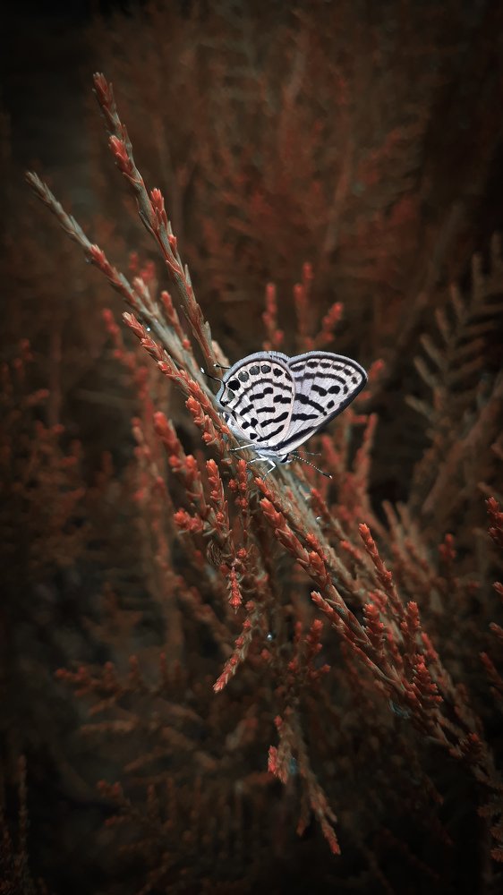 BUTTERFLY