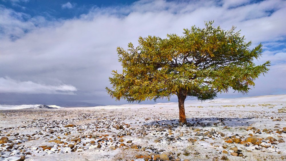 Шаман-дерево.