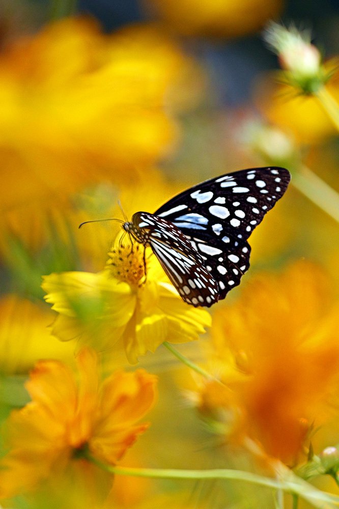 Золотой рай