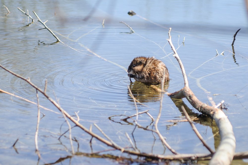 Photograph by Наталья Лобкова