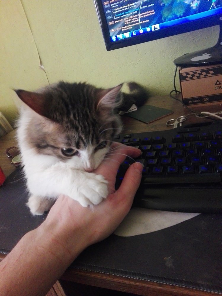 Photo #4431268