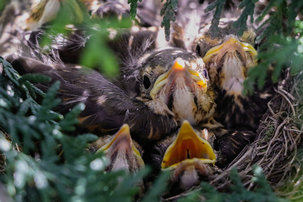 Photograph by Людмила Казак