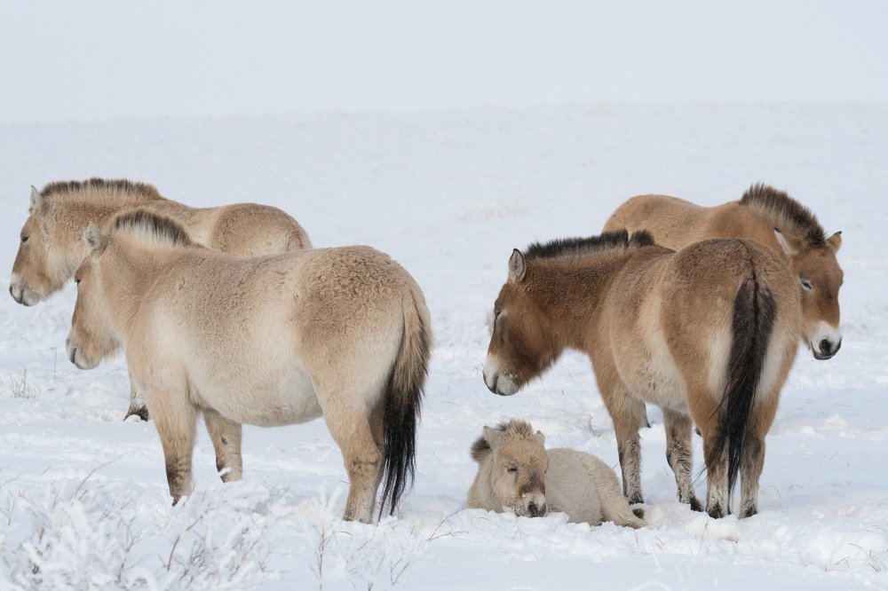 Зимний жеребенок