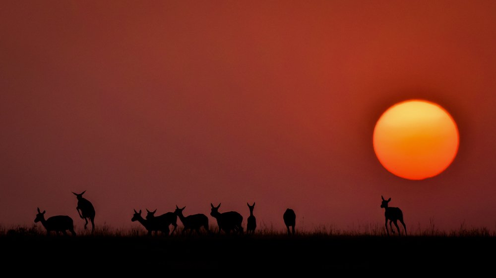 Masai Mara feel in Ahmednagar !