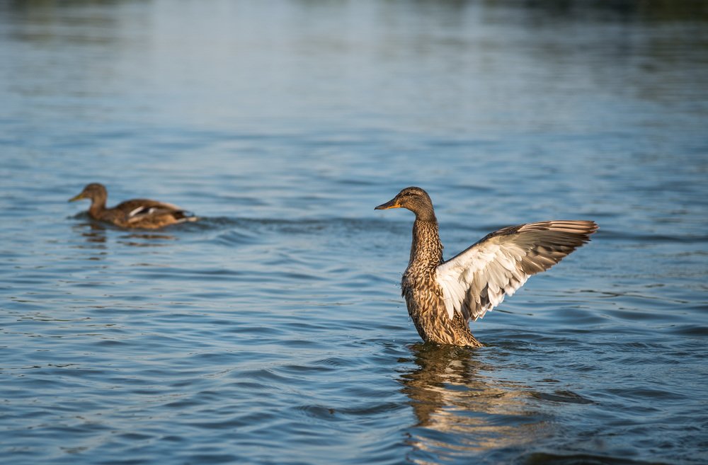 Photograph by Ирина Моросеева