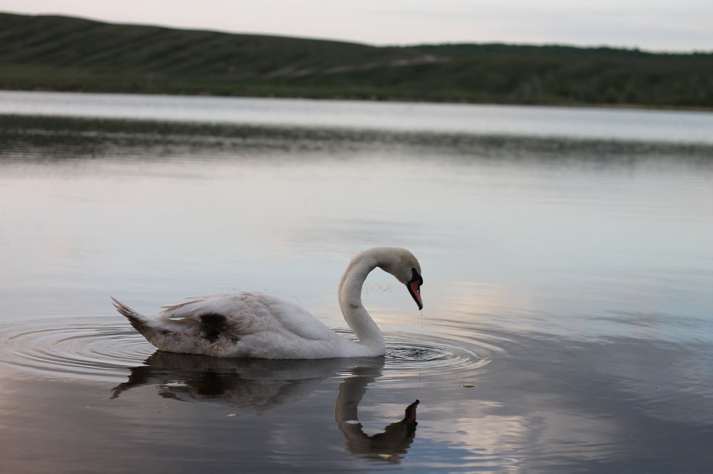 Photograph by Алина КАШКАВАЛ